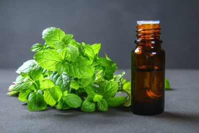 does-peppermint-oil-stop-cats-from-peeing