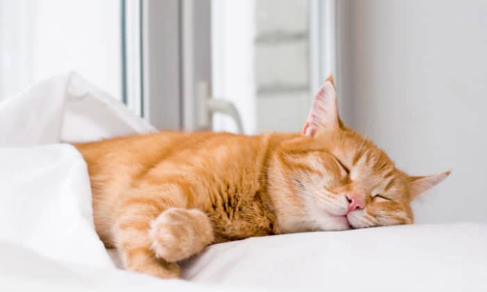 hyperthyroidism-in-cats-left-untreated