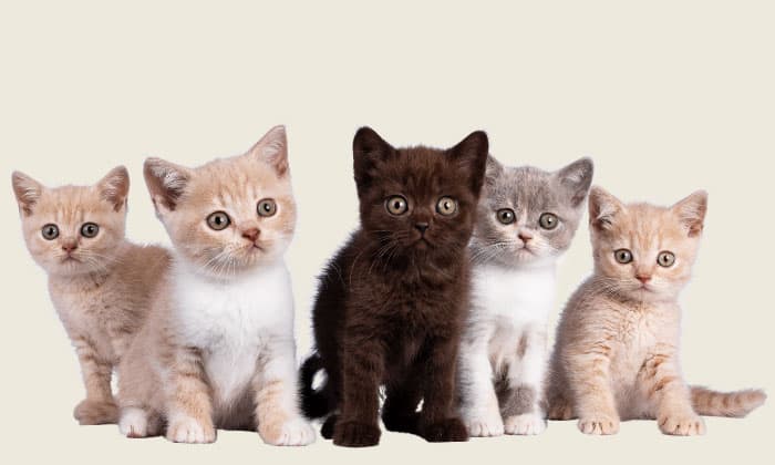 kittens-considered-cats
