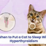 when to put a cat to sleep with hyperthyroidism