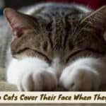 why do cats cover their face when they sleep