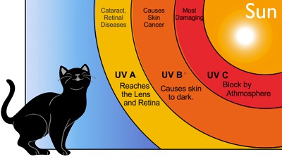 black-cat-life-expectancy