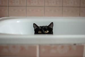 cat-follows-me-into-bathroom