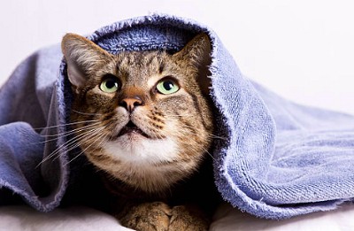 cat-nursing-blanket