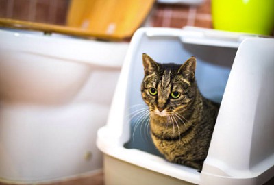 cat-pees-in-laundry-basket