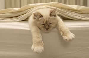 cat-purr-sounds-like-snoring
