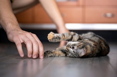 cat-puts-paw-on-me