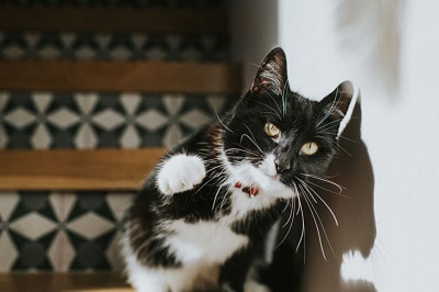 cat-putting-paw-on-me