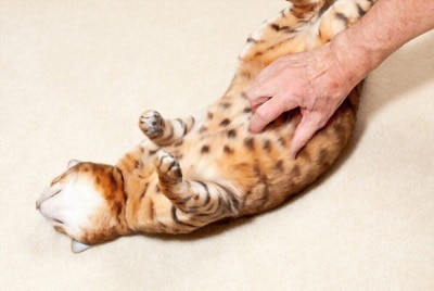 cat-spread-his-toes-when-i-touch-them