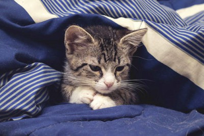 cats-nurse-on-blankets