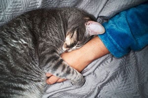 cats-sense-illness-in-humans