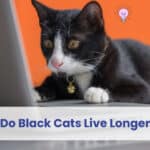 do black cats live longer
