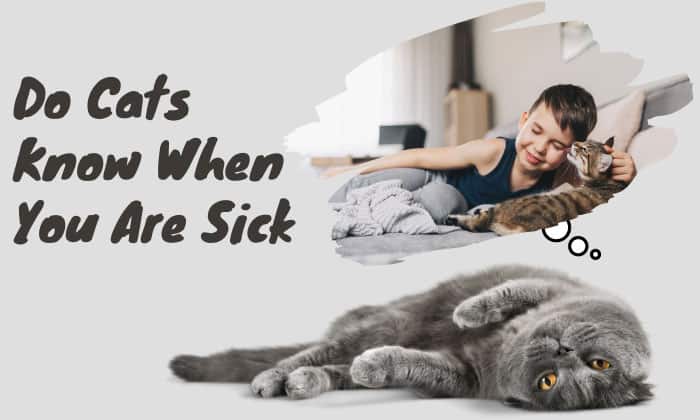do cats know when you are sick