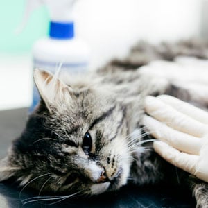 euthanize-a-cat-with-cancer