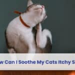 how can i soothe my cats itchy skin