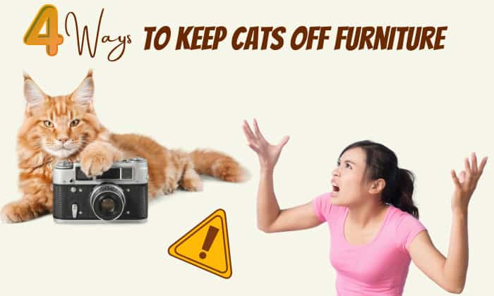 how to keep cats off furniture