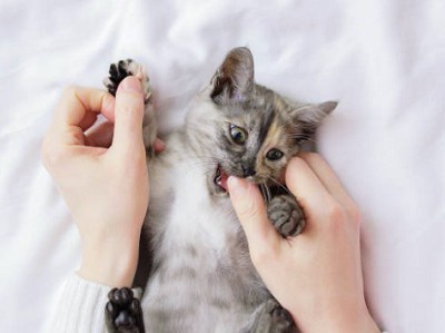 kitten-nursing-blanket