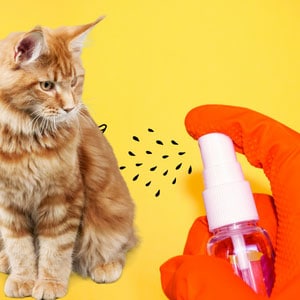 spray-to-keep-cats-away-from-furniture
