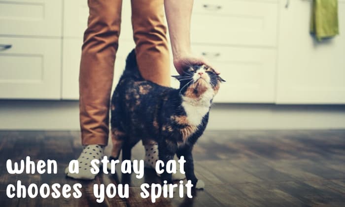 when a stray cat chooses you spiritual meaning