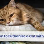 when to euthanize a cat with ibd