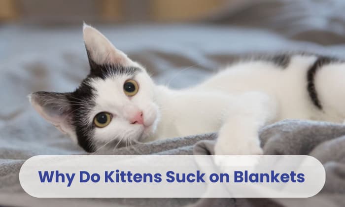 why do kittens suck on blankets