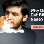 why does my cat bite my nose