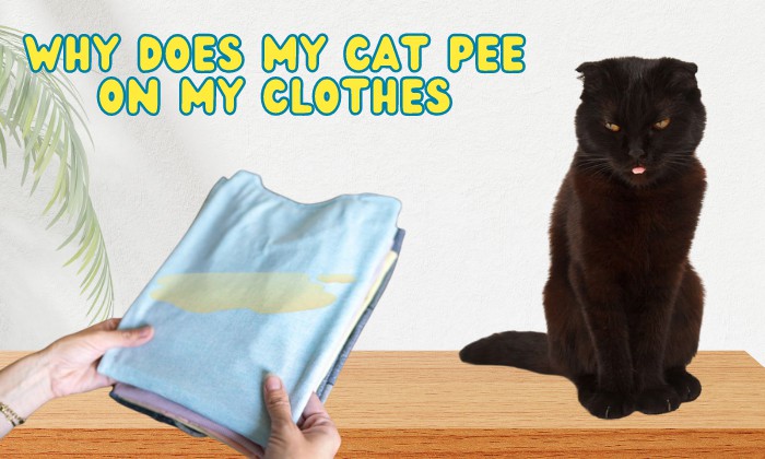 why does my cat pee on my clothes