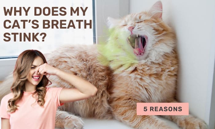 why does my cat's breath stink