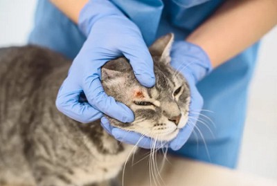 wound-treatment-for-cats