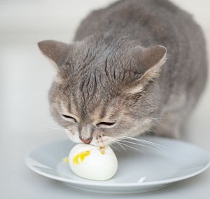 alternative-foods-for-cats