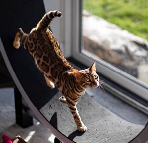 bengal-cat-compared-to-normal-cat