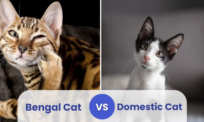 bengal cat vs domestic cat