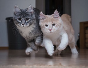 cat-and-kitten-playing-or-fighting
