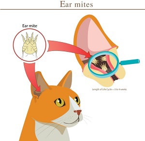 cat-ear-fungal-infection