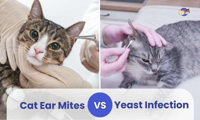 cat ear mites vs yeast infection