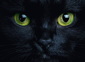 cat-eyes-glowing