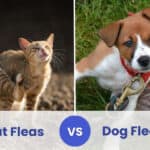 cat fleas vs dog fleas