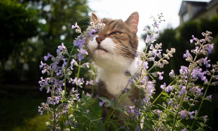 cat-grass-benefits