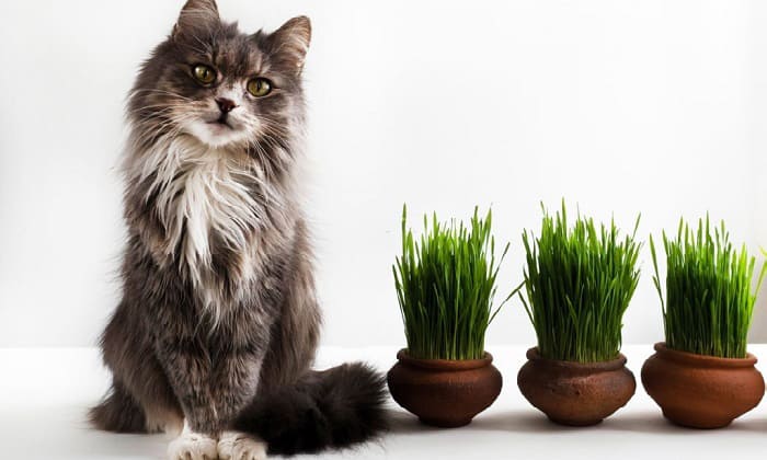 cat-grass-the-same-as-catnip