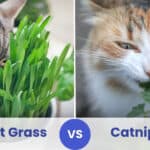 cat grass vs catnip