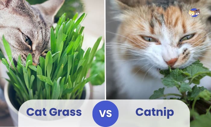 cat grass vs catnip