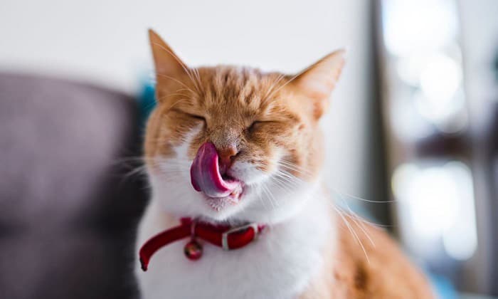 cat-keep-licking-me