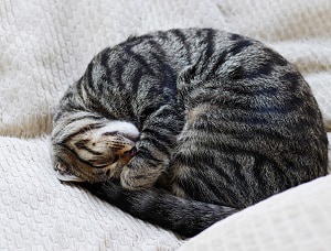 cat-meatloaf-position-sick