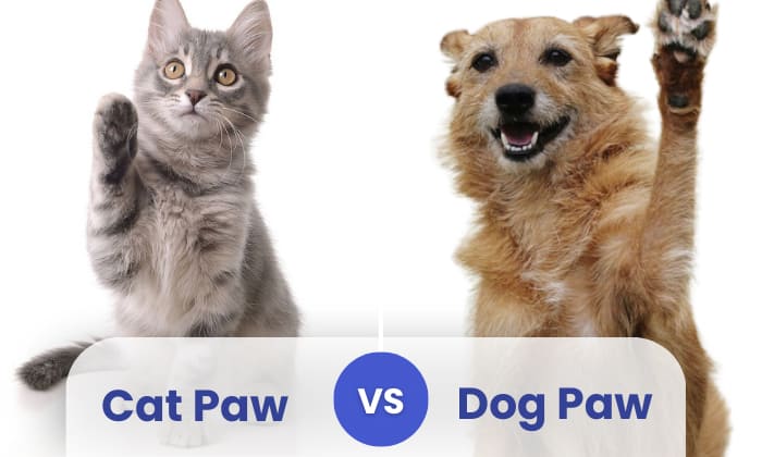 cat paw vs dog paw