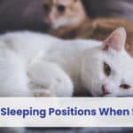 cat sleeping positions when sick