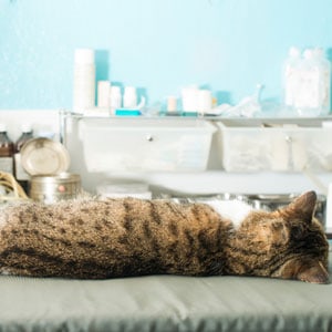 cat-twitching-in-sleep-or-seizure
