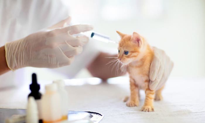 cat-vaccination-prices