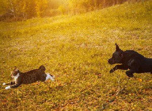 cats-and-dogs-not-like-each-other