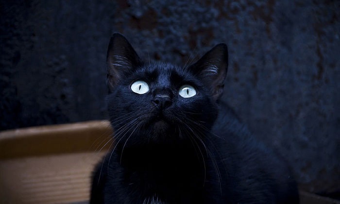 cats-eyes-at-night