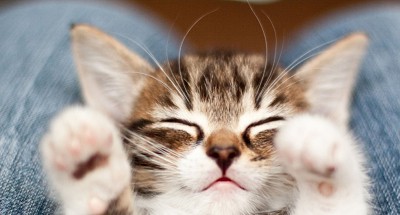 cats-sleep-at-your-feet